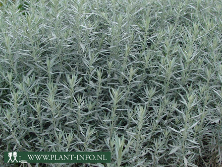  Artemisia lud. &#039;Silver Queen&#039;