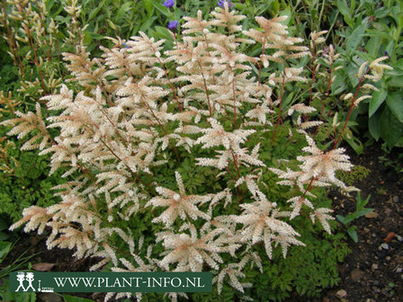  Aruncus aethusifolius