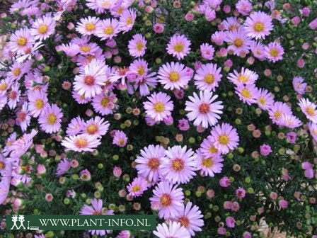  Aster (D) &#039;Anneke&#039; 