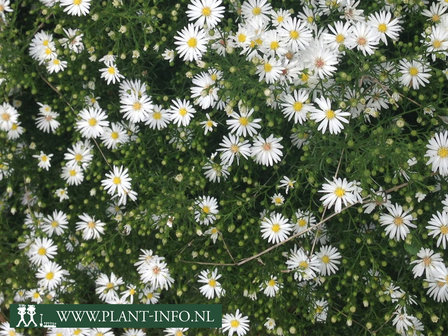  Aster &#039;Monte Cassino&#039;