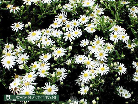  Aster ageratoides &#039;Ashvi&#039;