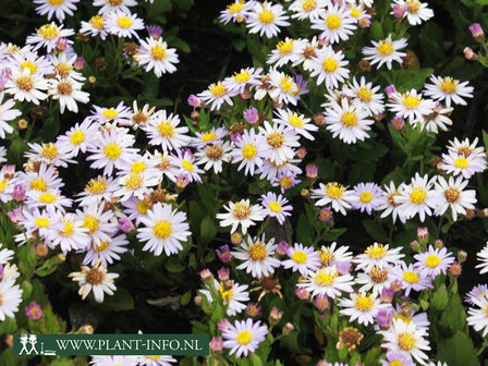  Aster ageratoides &#039;Stardust&#039;