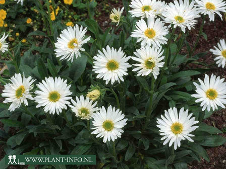  Aster alpinus &#039;Albus&#039;