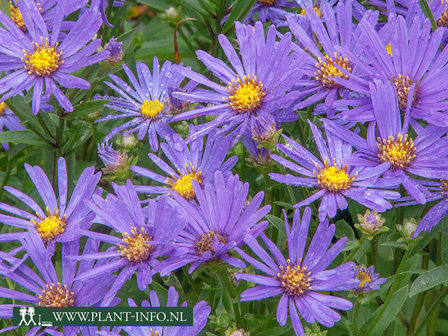  Aster amellus &#039;Rudolf Goethe&#039;