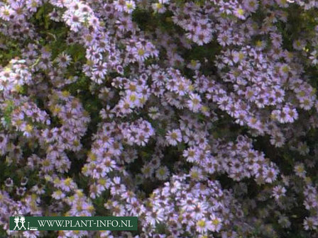  Aster ericoides &#039;Erlk&ouml;nig&#039;