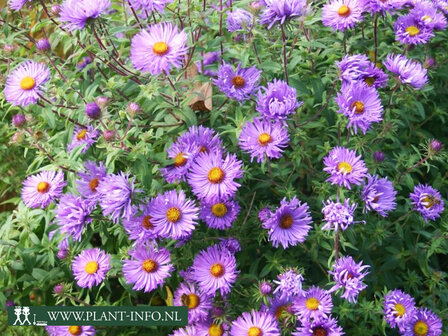  Aster n.-a. &#039;Barr&#039;s Blue&#039;