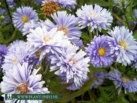  	 Aster n.-b. &#039;Marie Ballard&#039;