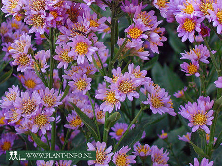  Aster tataricus &#039;Jindai&#039;