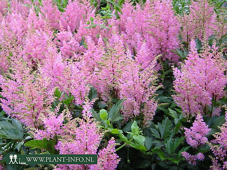 Astilbe &#039;Visions in Pink&#039;