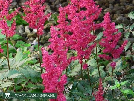  Astilbe &#039;Visions in Red&#039;