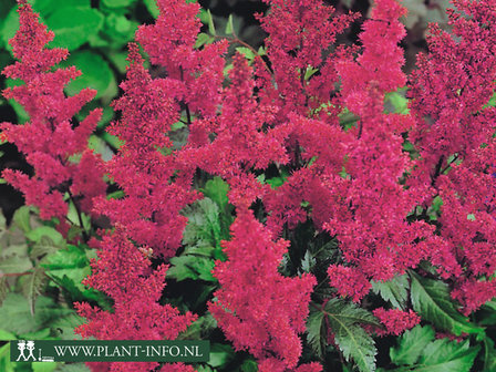  Astilbe (A) &#039;Fanal&#039;