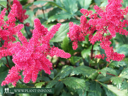 Astilbe (A) &#039;Spinell&#039;
