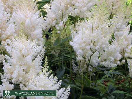  Astilbe (A) &#039;Weisse Gloria&#039; 