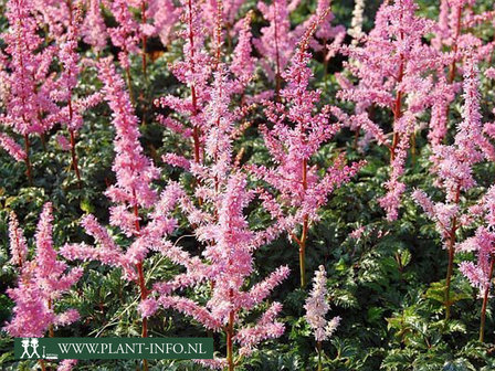  Astilbe (C) &#039;Perkeo&#039;