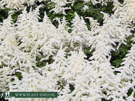 Astilbe (J) &#039;Deutschland&#039;