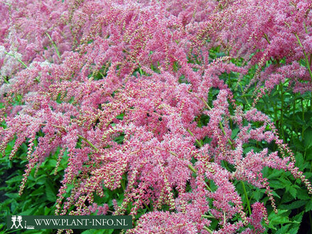  Astilbe (T) &#039;Straussenfeder&#039;