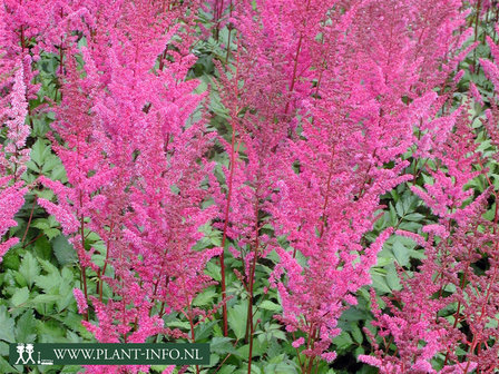  Astilbe chinensis &#039;Maggie Daley&#039;