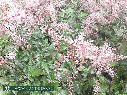  Astilbe (S) &#039;Inshriach Pink&#039; 