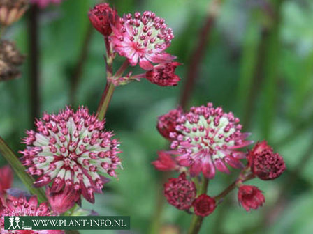  Astrantia m. &#039;Dark Shiny Eyes&#039;