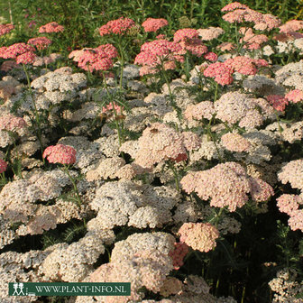 Achillea mil. &#039;Lachssch&ouml;nheit&#039;