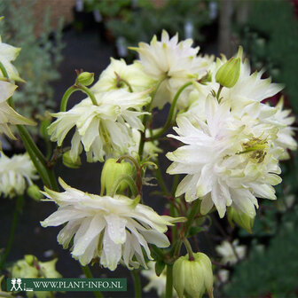 Aquilegia &#039;White Barlow&#039; 