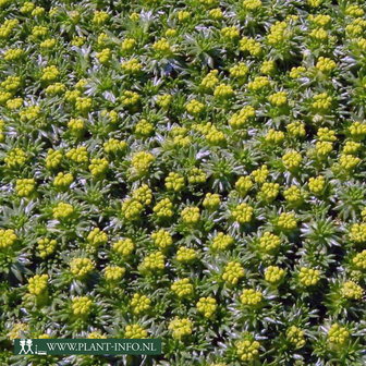 Azorella trifurcata 