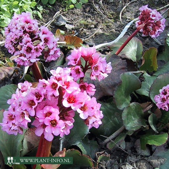 Bergenia &#039;Baby Doll&#039;