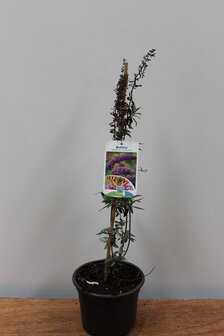 Buddleja d. nanhoensis C3