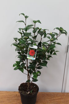 Camellia japonica &#039;Rood&#039; C5
