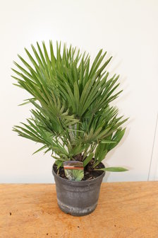 Chamaerops humilis 30-40,Co