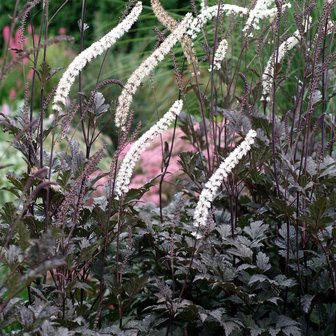 Actaea simplex &#039;Brunette&#039;;P9