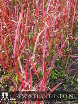 Imperata cylindrica &#039;Red Baron&#039; P9