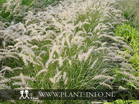 Pennisetum orientale P9