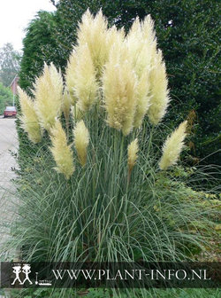 Cortaderia selloana P11