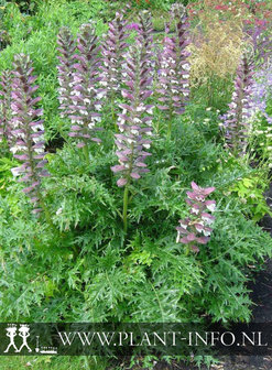 Acanthus spinosus P9