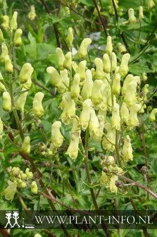 Aconitum lamarckii P9