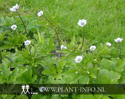 Anemone rivularis P9