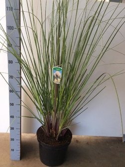 Cortaderia se. Pumila C5