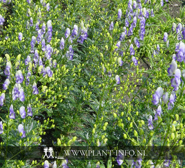 Aconitum cam. &#039;Bicolor&#039; P9