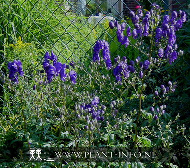 Aconitum henryi &#039;Spark&#039;s Variety&#039; P9