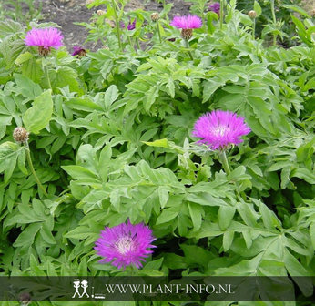 Centaurea dealbata P9