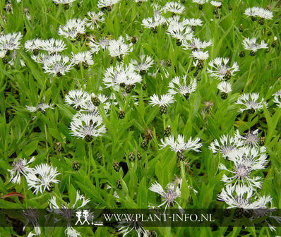 Centaurea montana &#039;Alba&#039; P9