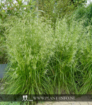 Deschampsia cespitosa P9