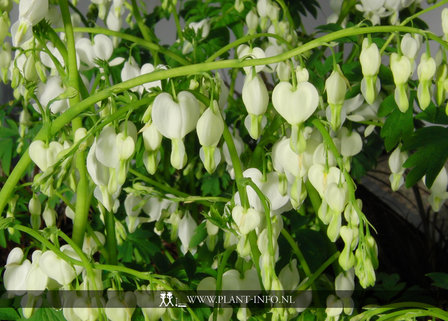 Dicentra spectabilis &#039;Alba&#039; P9