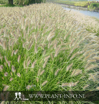 Pennisetum alopecuroides P9