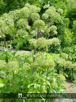 Angelica archangelica P9