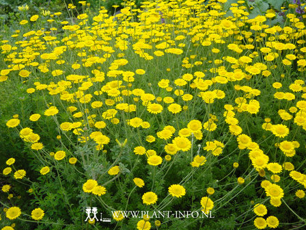 Anthemis tinctoria P9