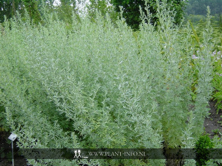 Artemisia absinthium P9
