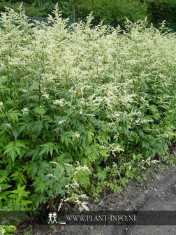 Artemisia lactiflora &#039;Guizho&#039; P9