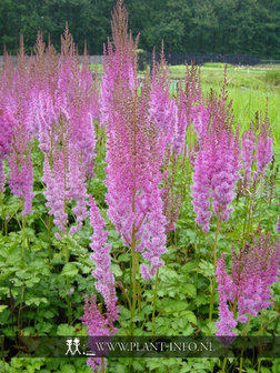 Astilbe chinensis &#039;Superba&#039; P9